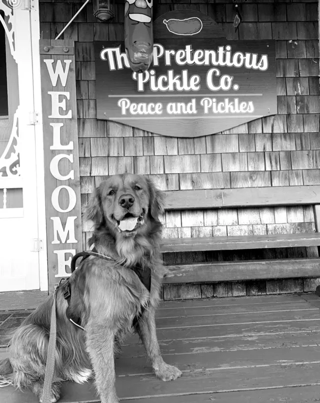 A golden retriever sitting on the porch beneath The Pretentious Pickle Co. Peace and Pickles sign