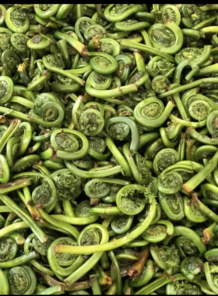 A heap of fresh green fiddlehead ferns