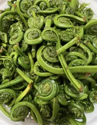 Pickled Fiddleheads 16oz