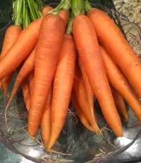 Pickled Carrots 8oz & 16oz